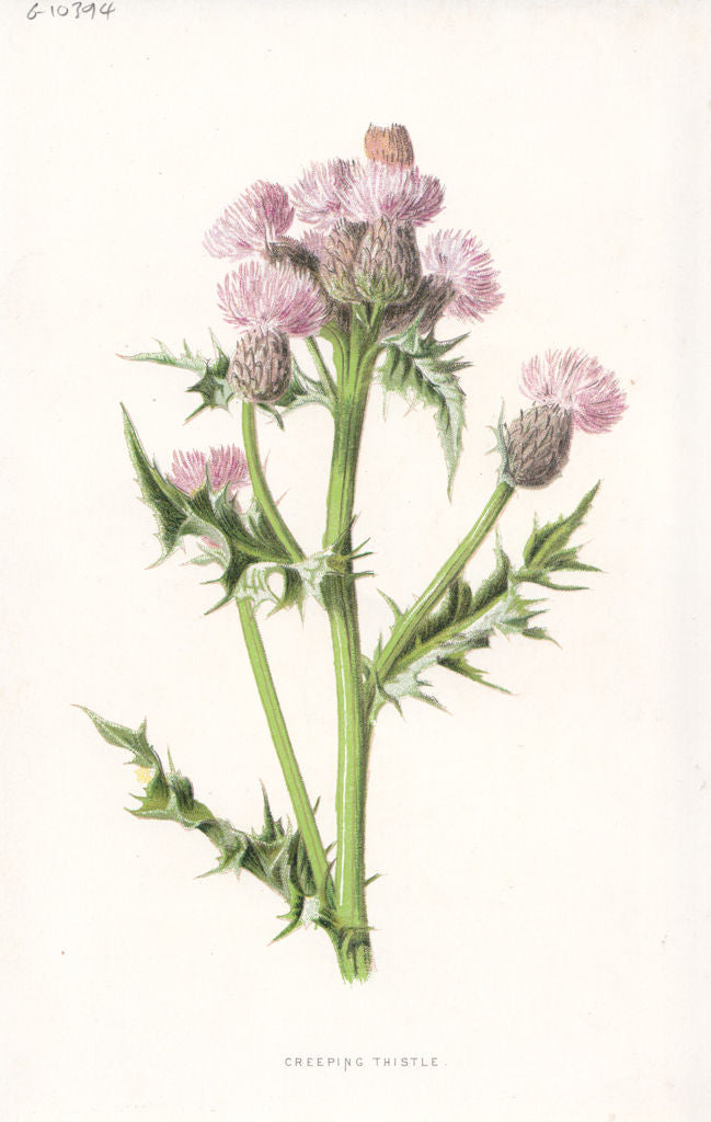 FLOWERS. Creeping Thistle c1895 old antique vintage print picture